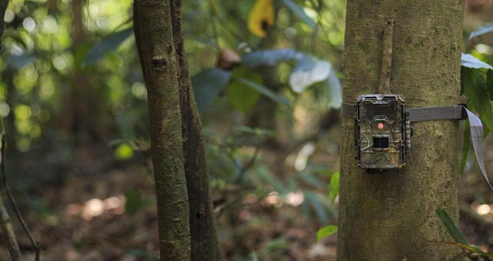 Camera Trap
